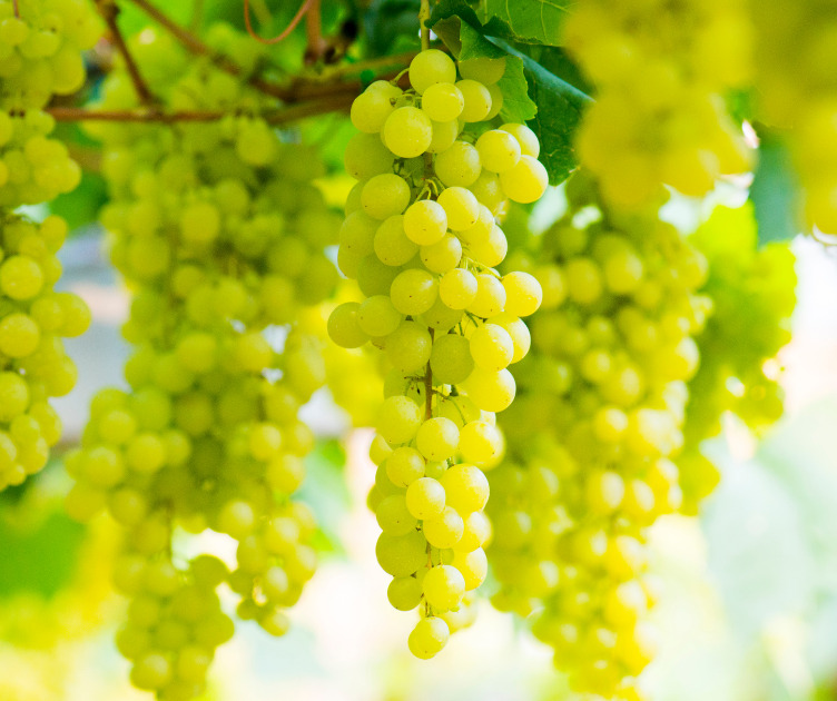 Pitloze druiven De Groot Groenten &