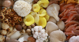 Bio Paddenstoelenmix 