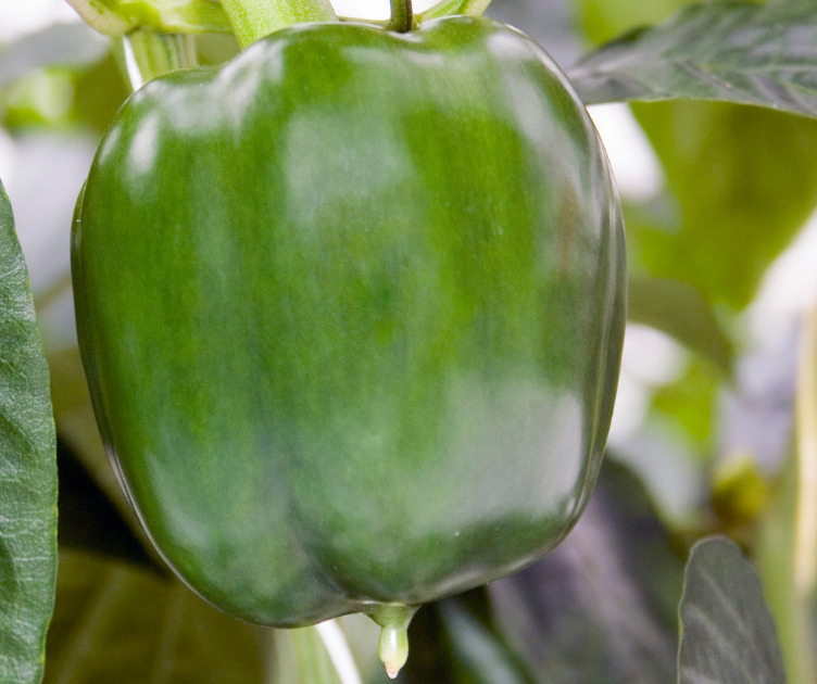 Paprika groen - De Groot Groenten & Fruit