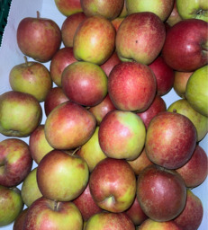 Appel Rennet