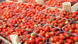 Aardbeien  400 Gram  