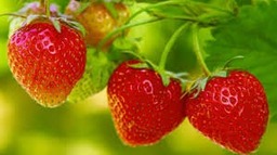 Aardbeien 2x 200 Gram  