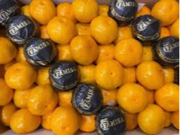 Clementina mandarijnen Satsuma