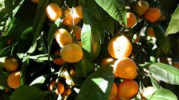 Clementina mandarijnen blad