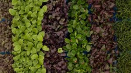 cressen (sakura mix)