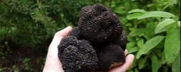 truffels zwart
