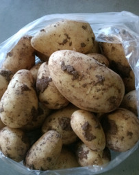 Aardappelen nieuw 