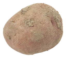 Aardappel Bildstar Bio