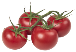Tomaten Westlandse trots gerijpt