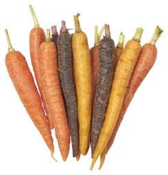 Mini rainbow carrots 2