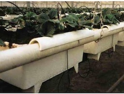 Aardbeien bak Bato