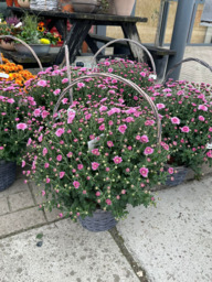 Chrysanten bol, in hengselmand