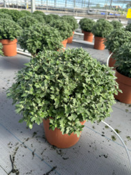 Chrysanten, bol trio terracotta