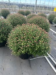 Chrysanten, bol HK