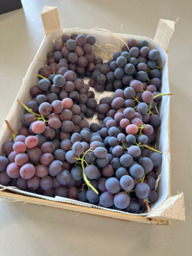 Druiven blauw Alicante