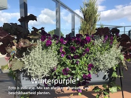 Vertimaxx 90 Winterbloeiers opkweekservice webshop  