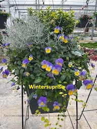 Flowermaxx Winterbloeiers opkweekservice webshop 