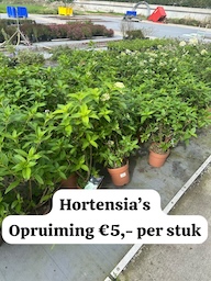 Hortensia actie