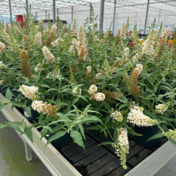 Terraspot (vulling) met lont gevuld met zomerbloeiers actie