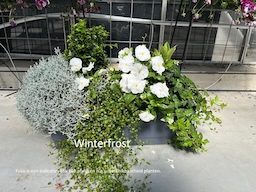 Vertimaxx 60 Winterbloeiers opkweekservice webshop   