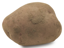 Aardappel Bildtstar
