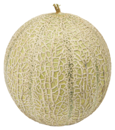 Cantaloupe meloen 2 stuks